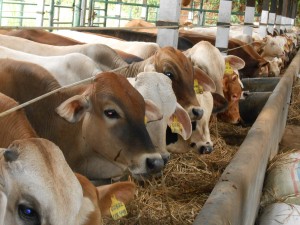 Harga Sapi Hidup Lebih Mahal