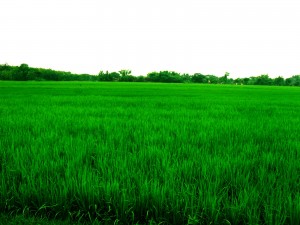 Kementan Akan Asuransikan Lahan Pertanian