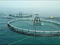 Keramba Jaring Apung Offshore Pertama di Indonesia