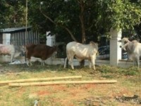 Masjid Al-Azhar Sembelih 37 Sapi dan 807 Kambing