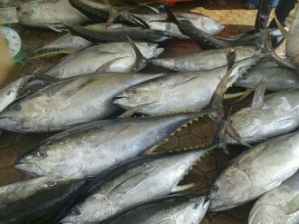 2,7 Ton Ikan Tuna Segar Produksi Maluku Diekspor ke Jepang