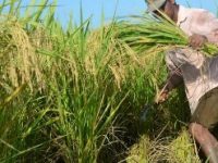 Hasil Panen Melimpah, Petani Padi Organik Gembira