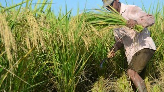 Hasil Panen Melimpah, Petani Padi Organik Gembira
