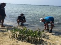 Mangrove Community Jakarta Melakukan Aksi Tanam 1000 Mangrove