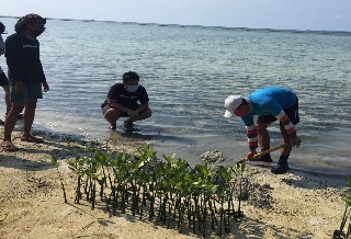 Mangrove Community Jakarta Melakukan Aksi Tanam 1000 Mangrove