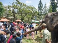 Kemeriahan Memperingati Hari Gajah Sedunia di Royal Safari Garden