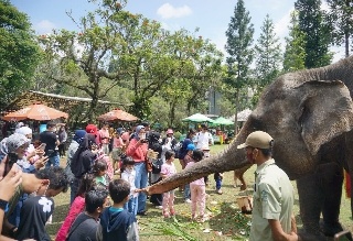 Kemeriahan Memperingati Hari Gajah Sedunia di Royal Safari Garden