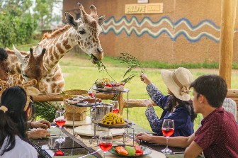 Satu-Satunya Hotel di Jawa Barat yang bisa makan bersama Jerapah