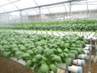 Liburan di Royal Safari Garden Bisa Memetik Sayuran Hydroponic